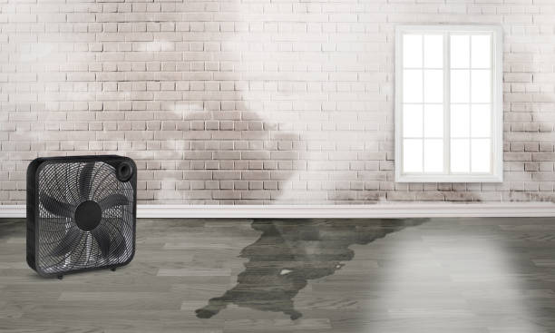 Best Water damage mitigation services  in Semmes, AL